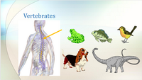 Vertebrates and invertebrates PowerPoint Lesson for students and teachers